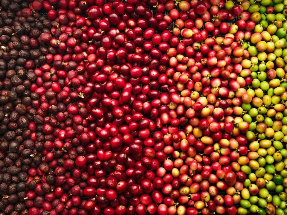 How Is Coffee Made From Seed To Cup (7 Steps)