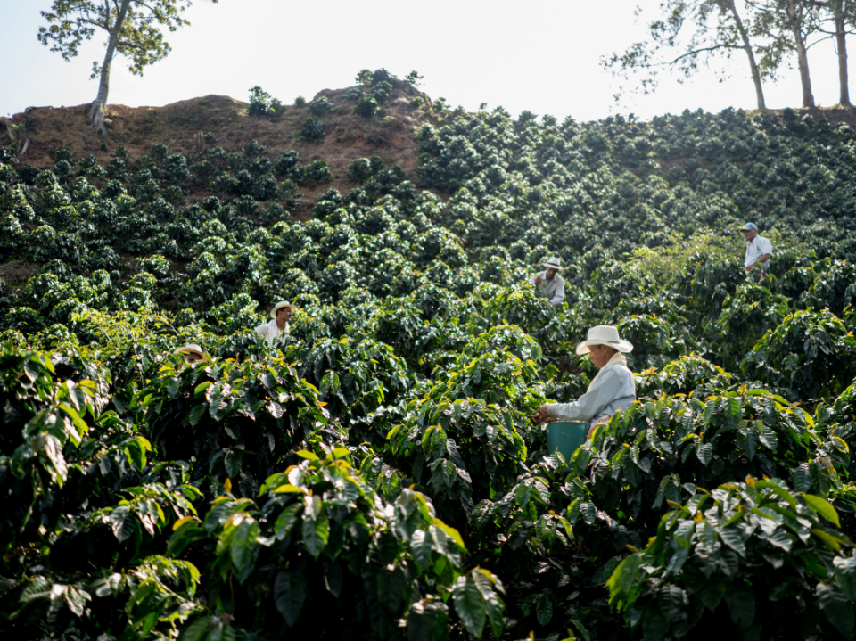 What Is Sustainable Coffee?