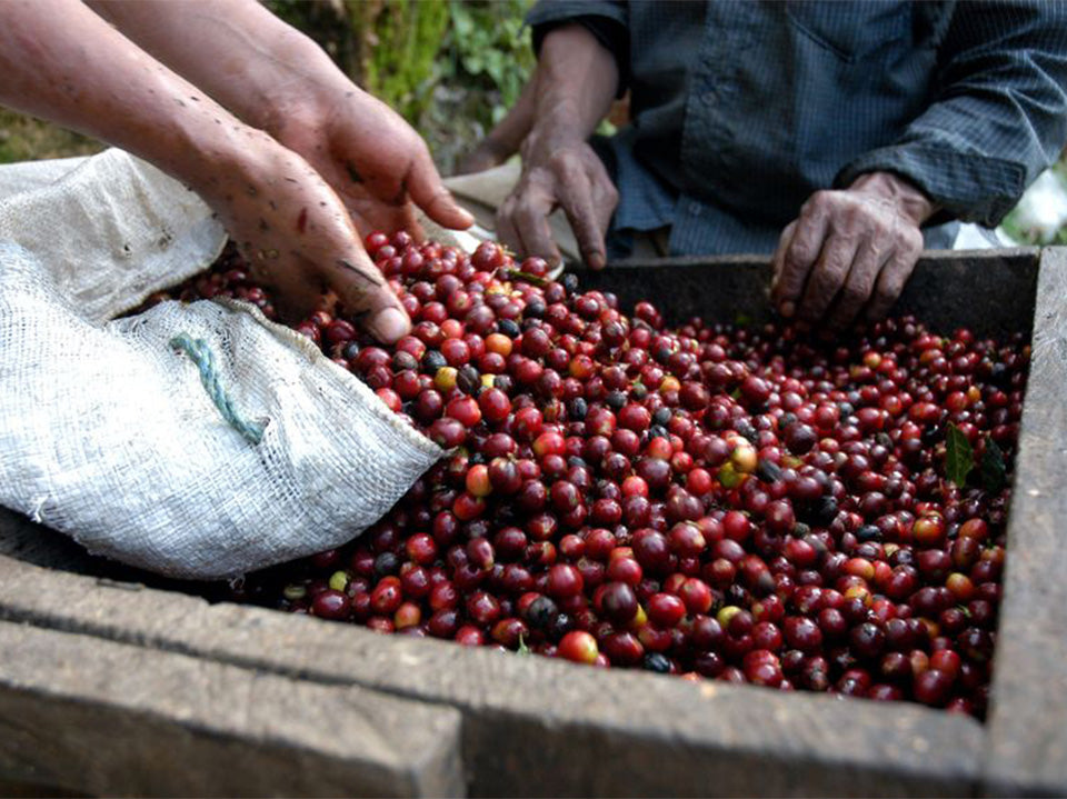 Coffee berries