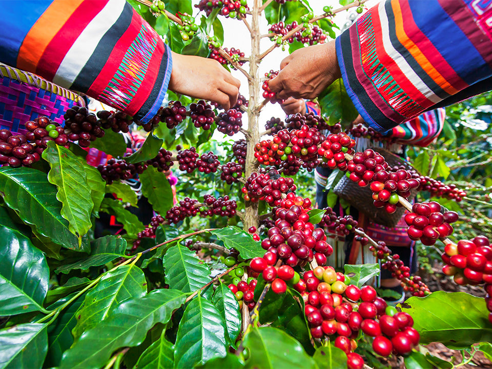 Ethiopia v Colombia: Comparing Coffee Regions