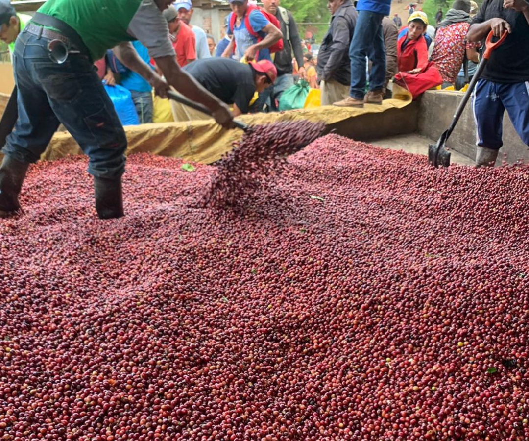 How Is Nicaragua Fair Trade Coffee Produced?