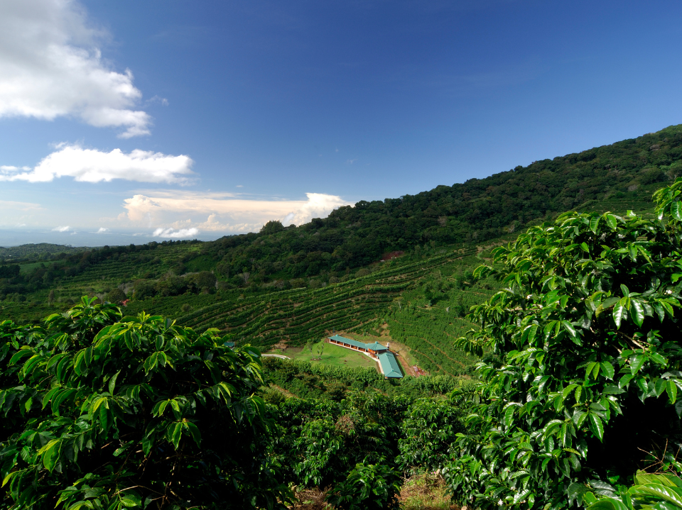 coffee farm plantation