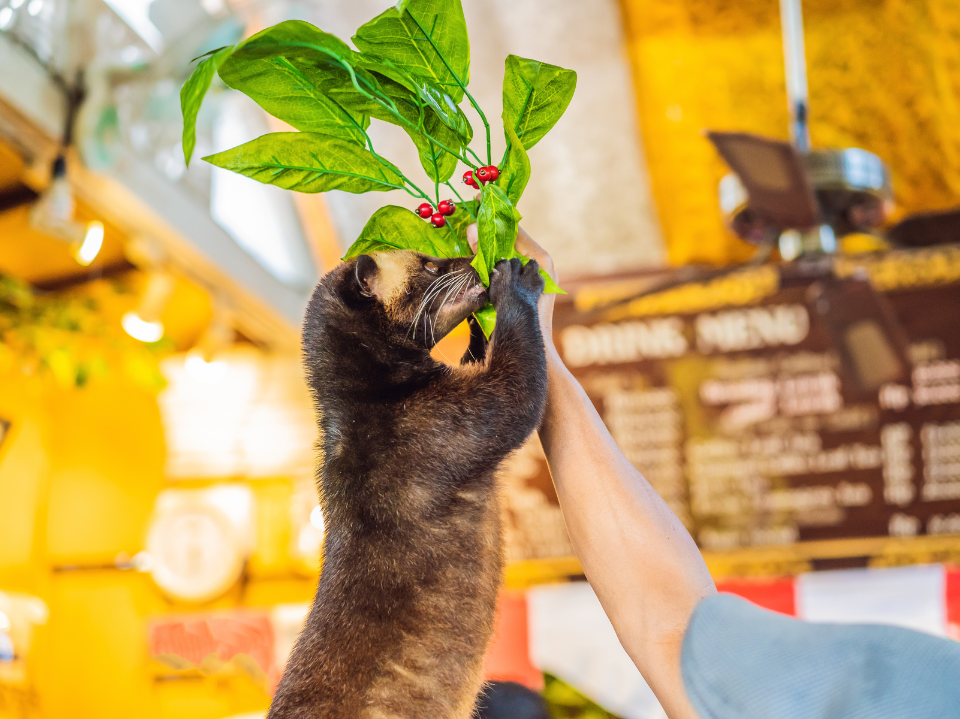 Indonesia: What Is Kopi Luwak Coffee? (Civet Coffee)