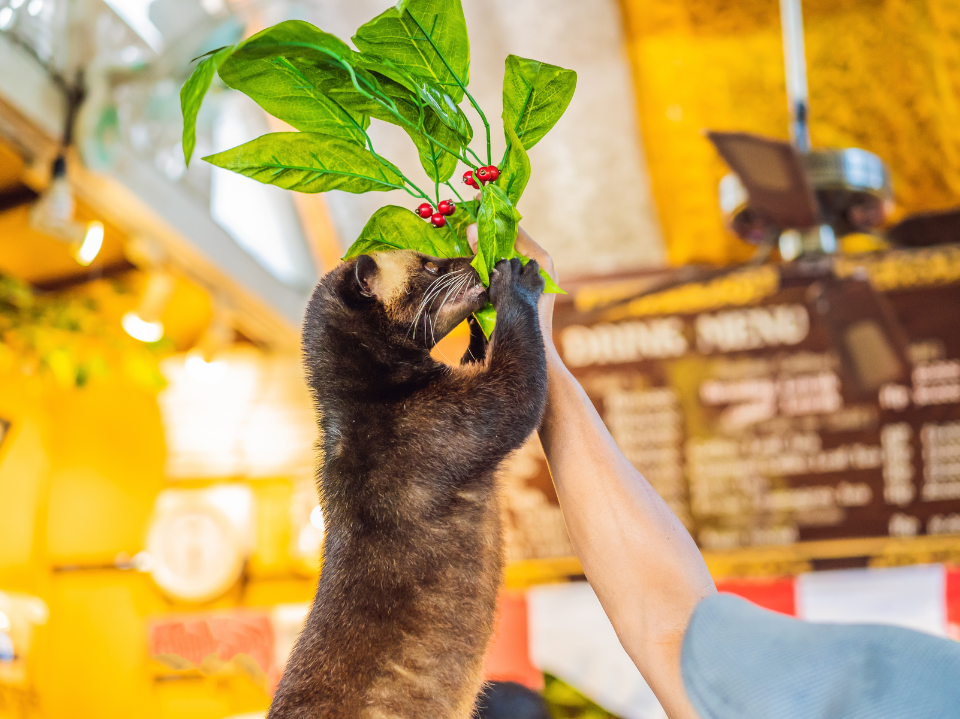 What Is Kopi Luwak Coffee? A Master Roaster’s Guide to Civet Coffee