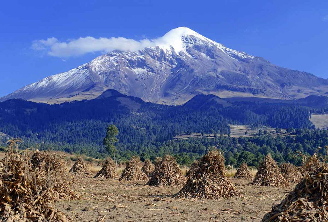 blog image of Pico De Orizaba How Coffee is Decaffeinated