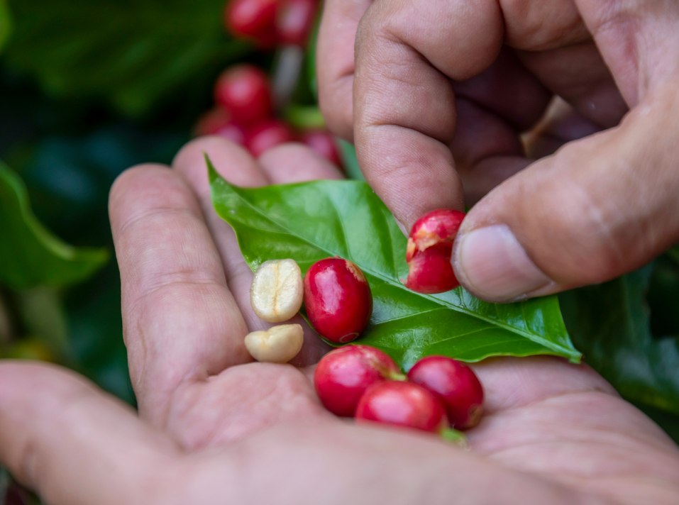 harvesting coffee beans