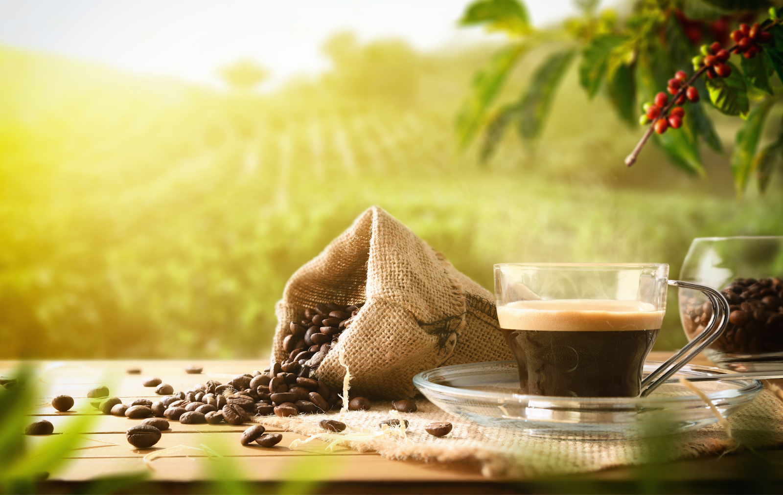 Single Origin Espresso