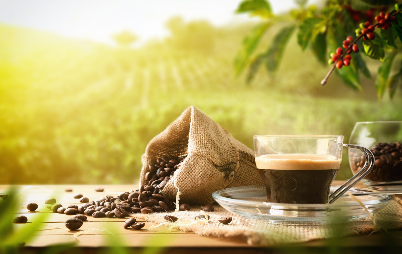 What Makes Coffee Beans Organic?