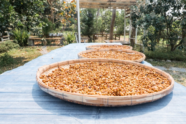Honey process coffee beans dry with sunlight.