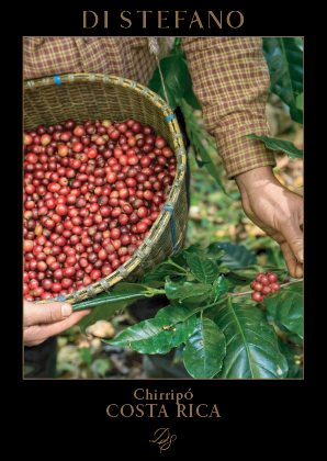 Front of Chirripo Blend Card 