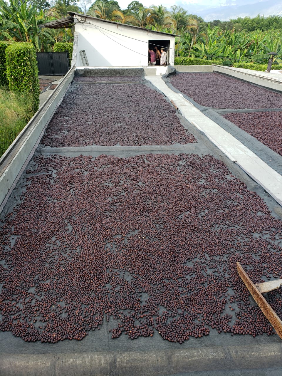 Di Stefano El Indio Colombia Single Origin Coffee Beans 250g