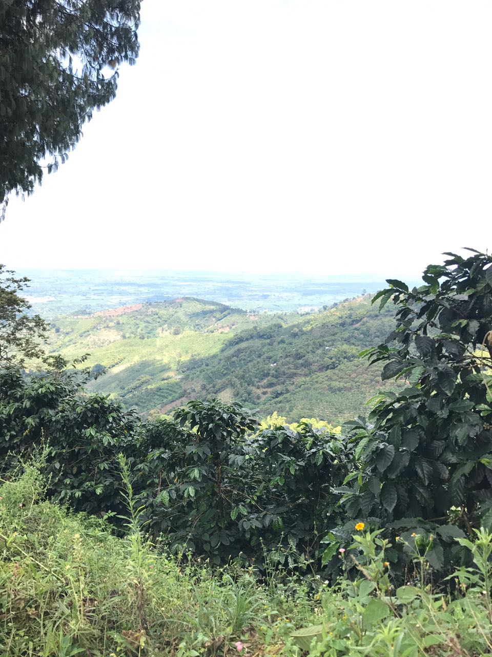 Di Stefano El Indio Colombia Single Origin Coffee Beans 250g