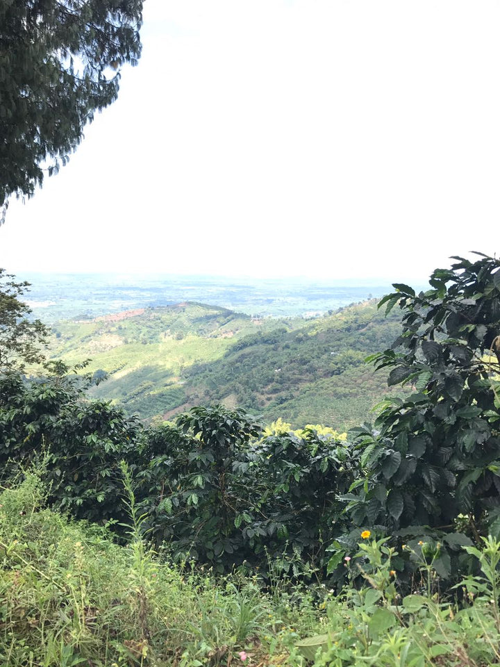 Di Stefano El Indio Colombia Single Origin Coffee Beans 250g