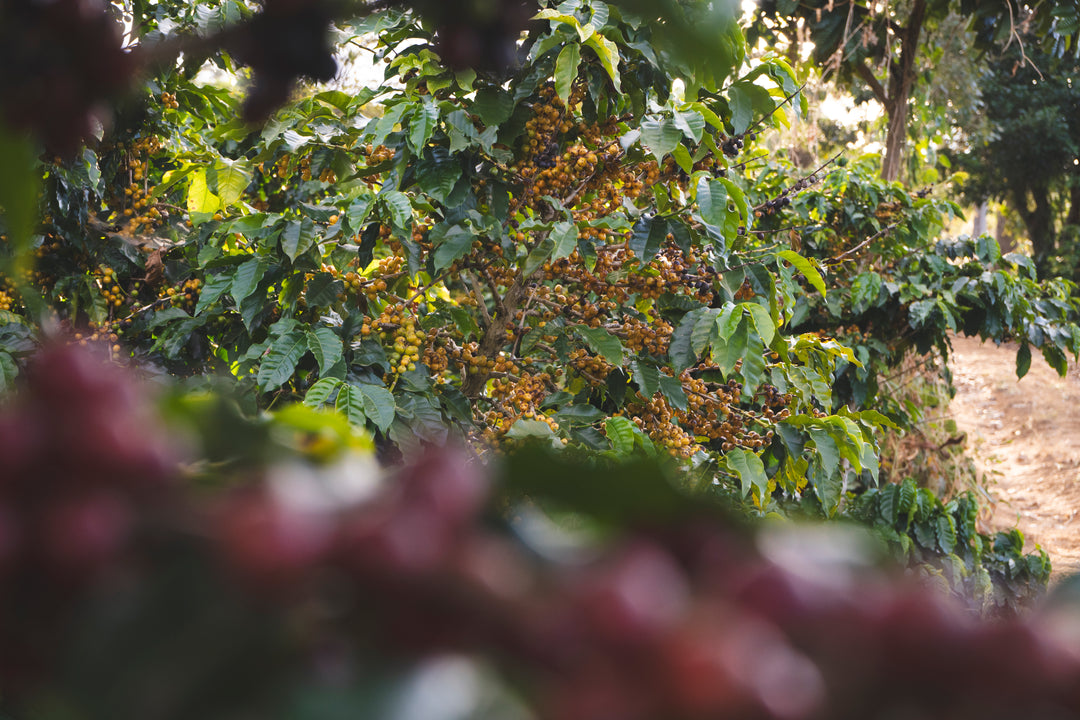 Image of Coffee Cherries on tree in Samba Brazil
